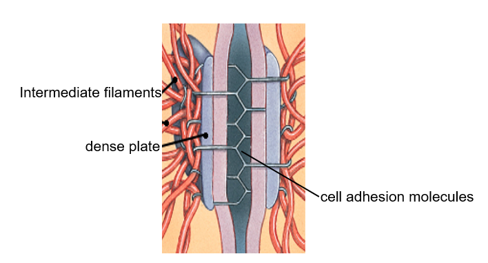 <p><span>Very strong connections that join adjacent cells that resist stretching and twisting</span></p>
