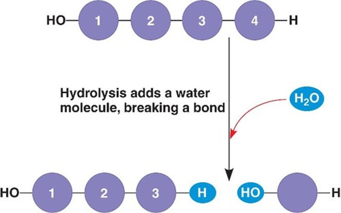 <p>the process of breaking apart a polymer to form monomers by adding water (opposite of dehydration synthesis); "hydrolyzing" a molecule means adding water to break it up.</p>