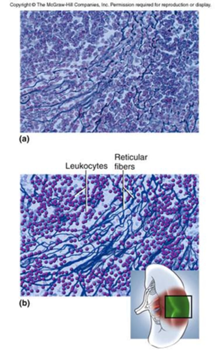 <p>A loose network of reticular fibers and cells.</p><p>It is found in the kidney, spleen, lymph nodes, and bone marrow.</p><p>It forms the supportive framework (stroma) of those organs.</p>