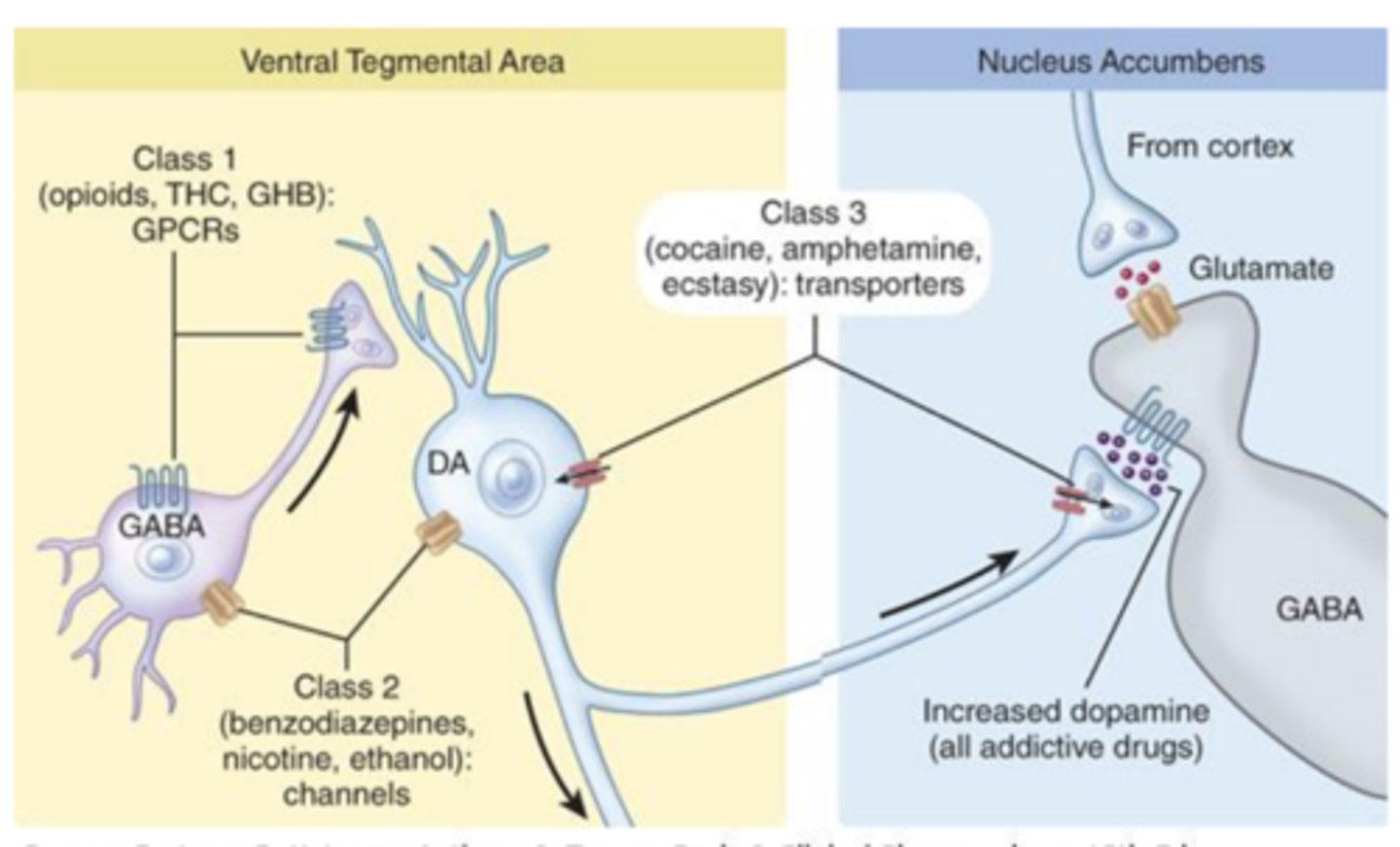 <p>released in the nucleus accumbens </p>
