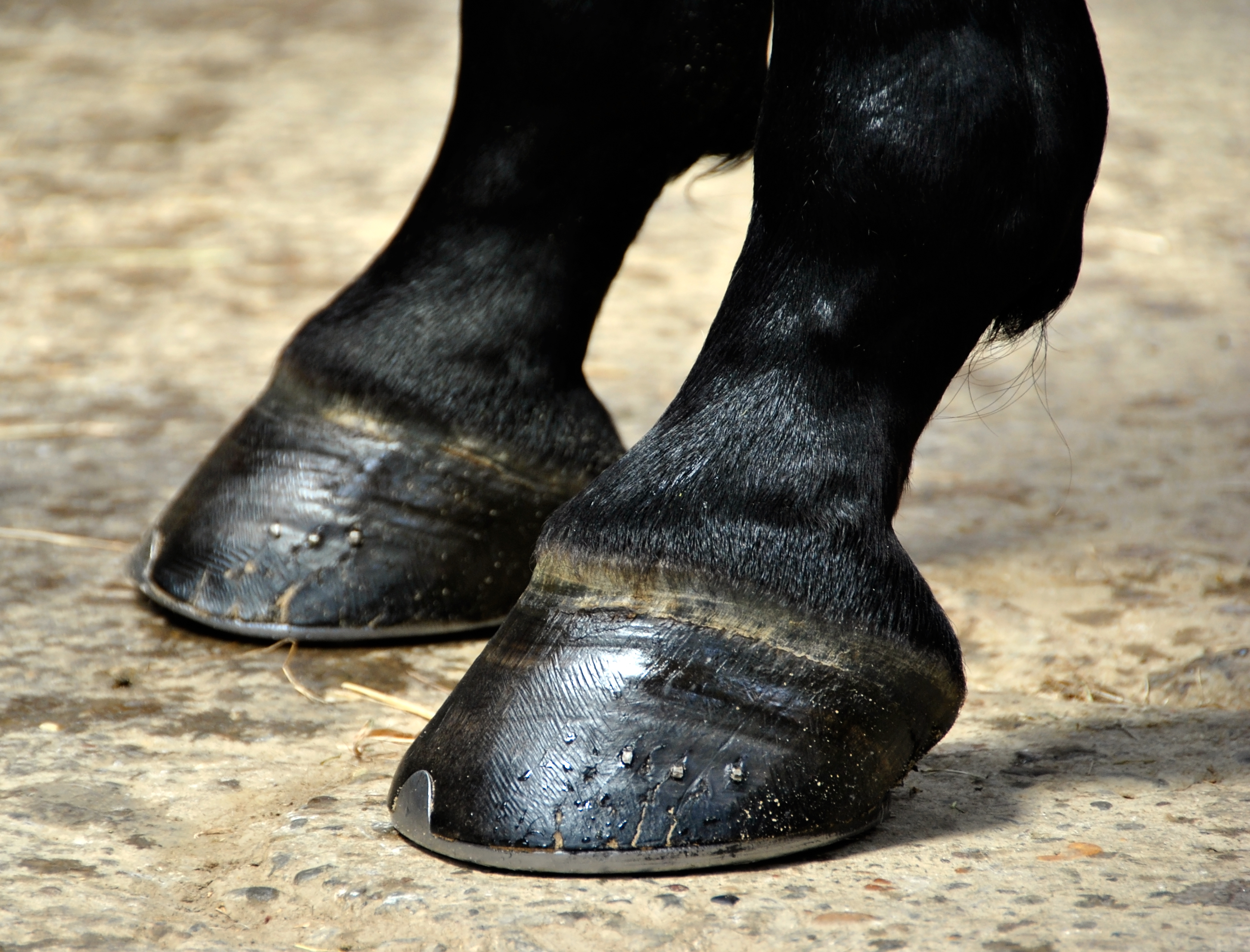 <p>In a standing animal, the surface <em>touching the ground</em> </p>