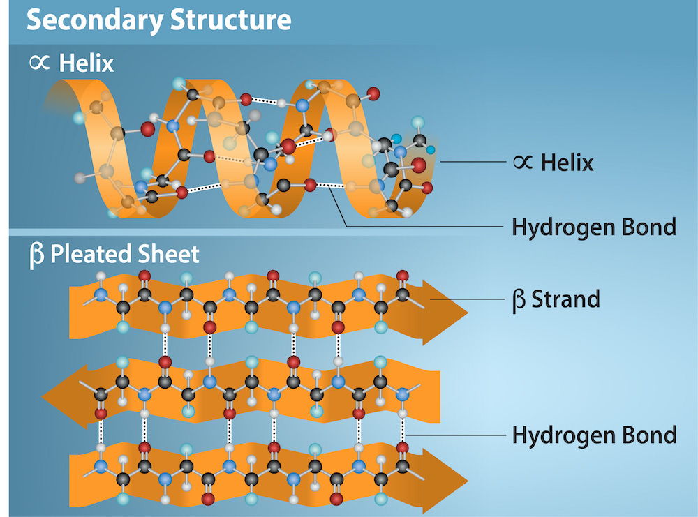 <p>Localized areas of coils, sheets, and loops within a polypeptide (amino acids change position to go where they are attracted) </p>