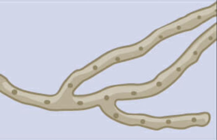 <p>continuous cell without breaks </p>