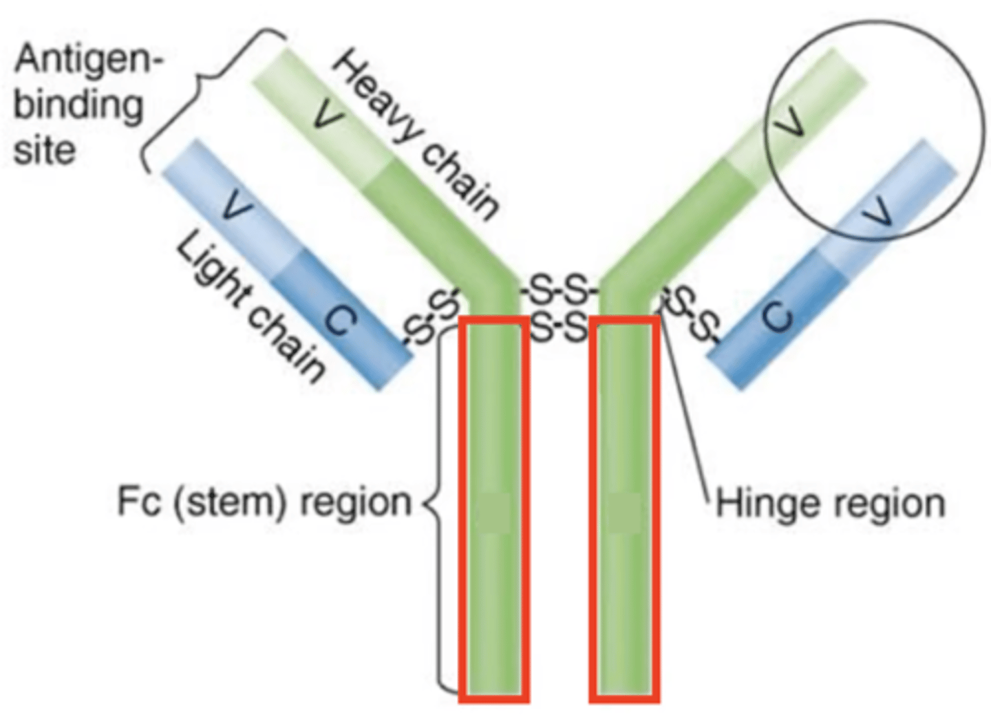 <p>Antibody structure</p><p>- Includes heavy chains and Fc regions</p><p>- Some bind to receptors</p><p>- Structure is determined by 1 of 5 antibody classes</p>