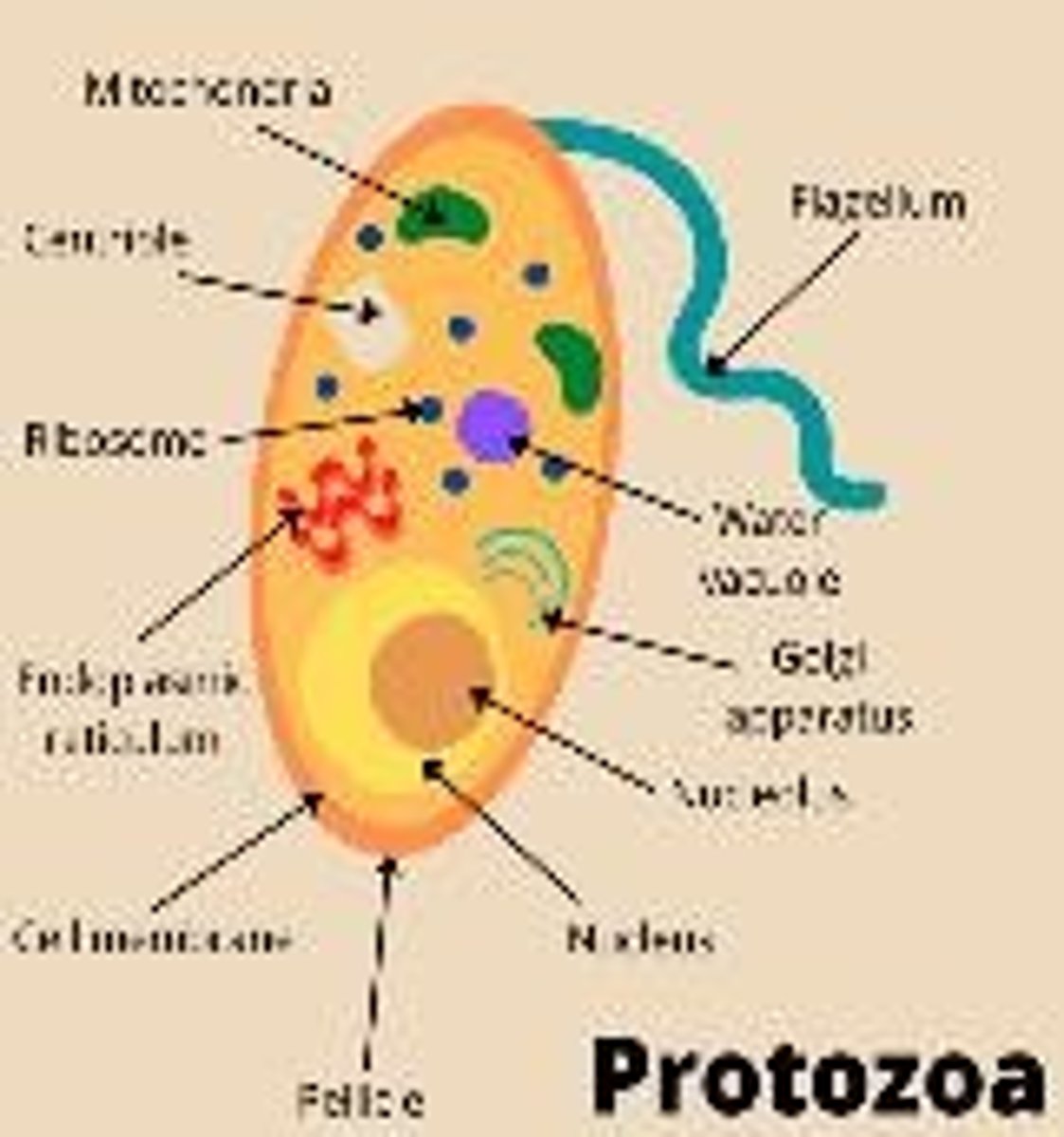 <p>Infectious agents requiring host cells to replicate.</p>