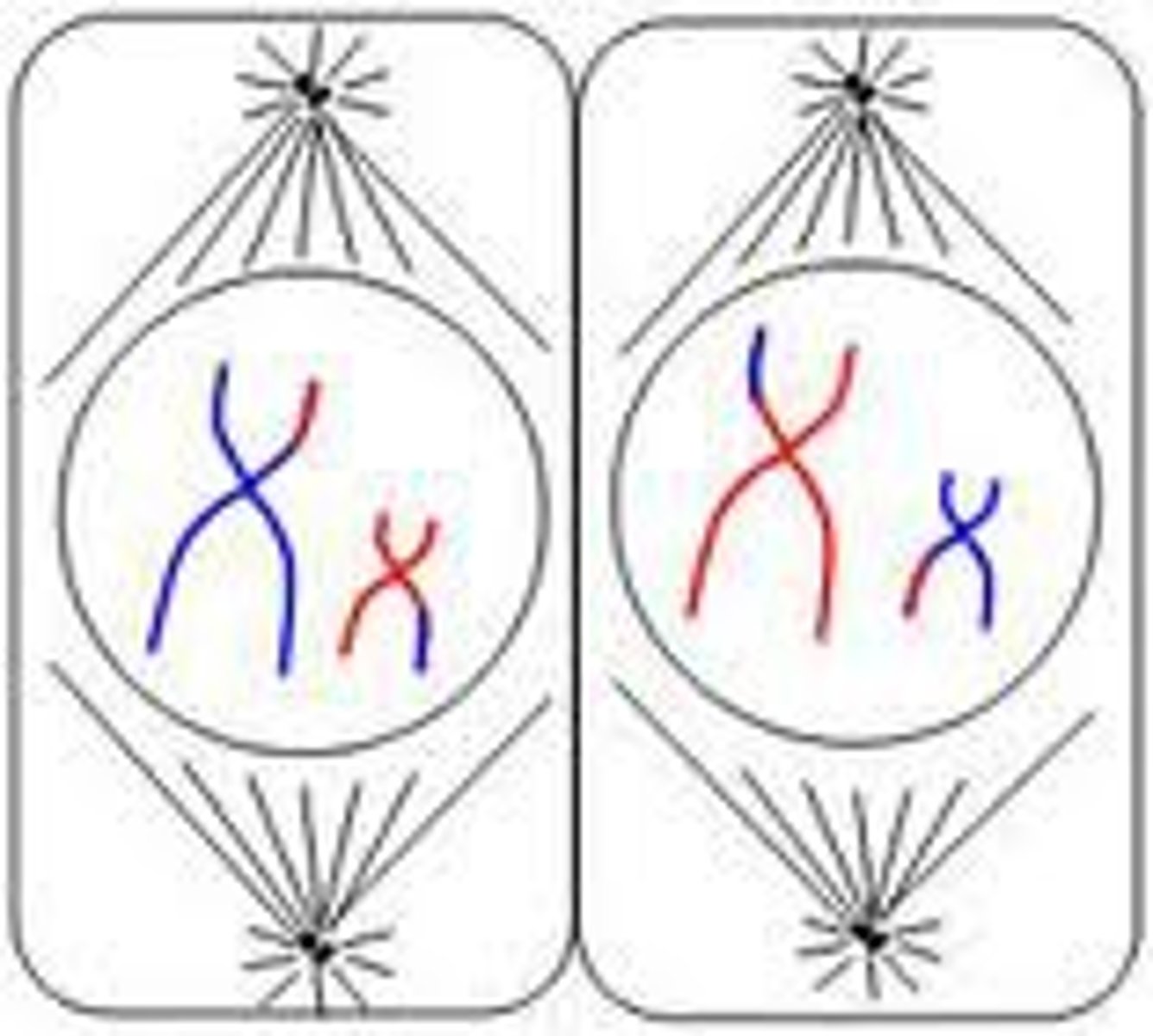<p>The duplicated chromosomes and spindle fibers reappear in each new cell.</p>