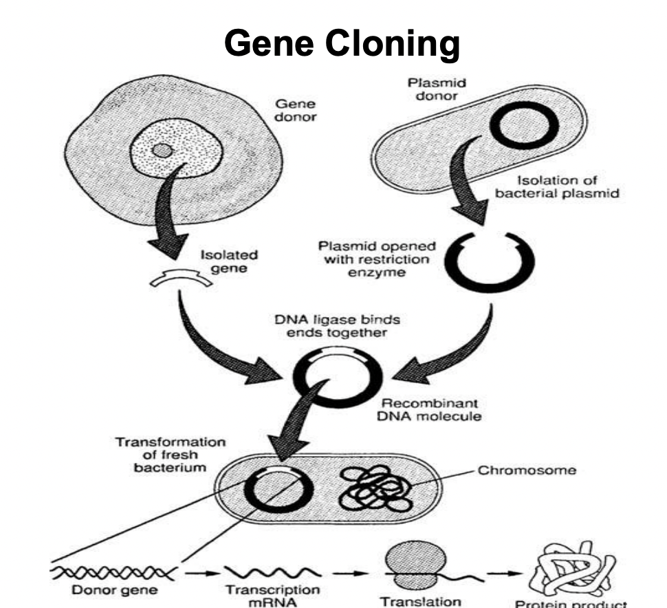 <p>Gene cloning</p>