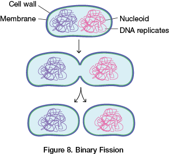 <ul><li><p>How prokaryotes and single-celled eukaryotes (e.g. amoeba) divide</p></li><li><p>Chromosomes replicate and move to opposite ends of the cell, which then separates into two identical daughter cells</p></li></ul>