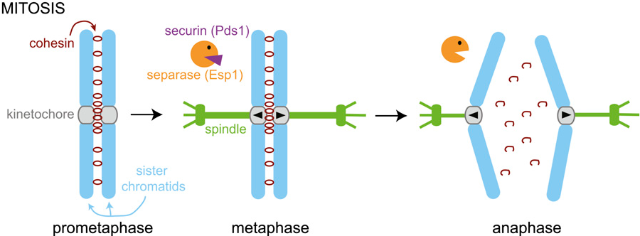 <p><strong>Chromosome-associated protein complex that is critical for chromosome separation during cell division</strong><span>.</span></p><ul><li><p>connects sister chromatids</p></li></ul><p></p>