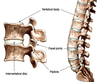 <p>Fibrocartilage</p>