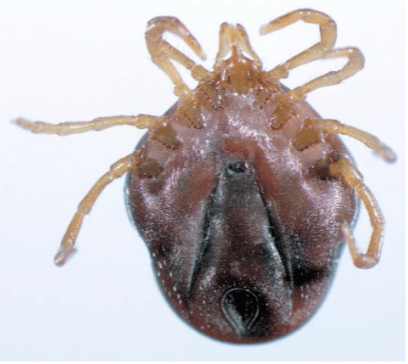 <p>• Generally, the female adult tick is responsible for causing paralysis;</p><p>A single female tick may cause death of the host;</p><p>No correlation between the size of the tick and the severity of clinical signs can produce severe disease/death</p><p>Tick virulence might vary with the geographic area, time of the year</p><p>Salivary neurotoxins are transferred to the host during feeding;</p><p>No detectable amounts of toxin secreted by female ticks until 3rd day of attachment =&gt; onset of paralysis symptoms: 3-5 days after attachment;</p>