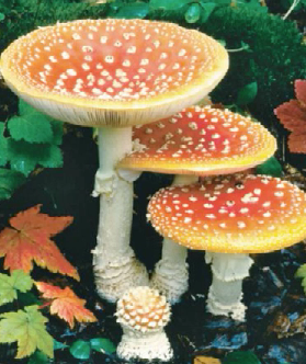 <p>have gill-like structures where 4 spores are produced</p>