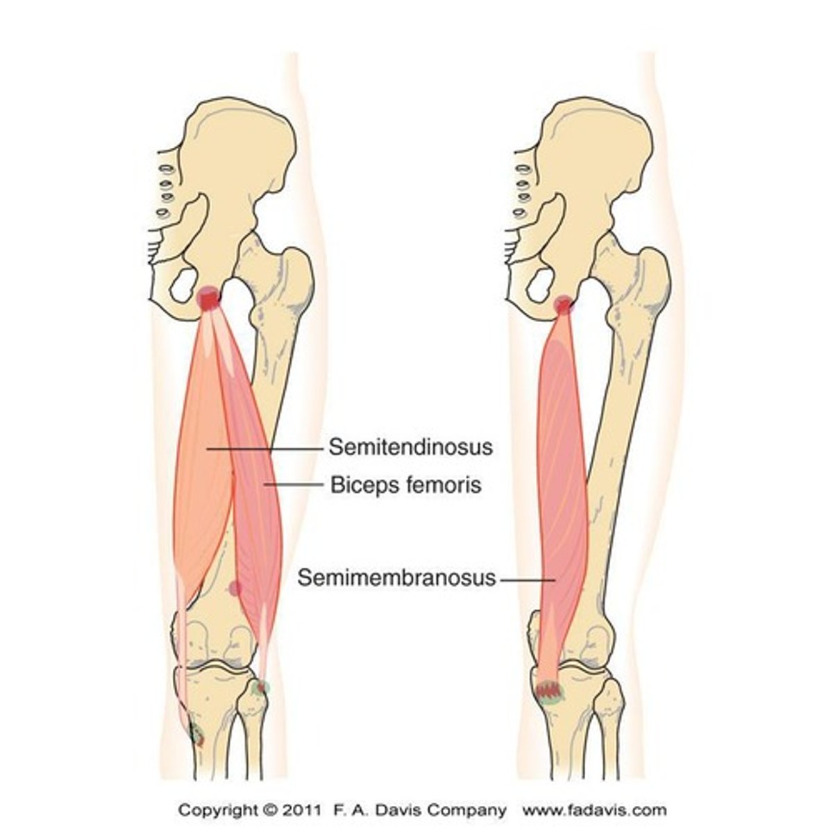 <p>Flexion at the knee.</p>