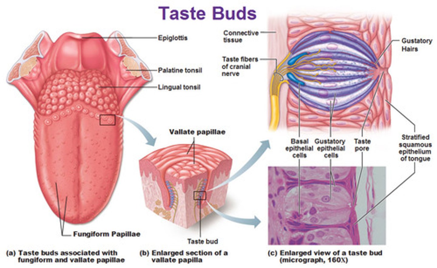 <p>(C) Each taste bud is composed of multiple cells, that combine to sense the 5 flavors.</p><p>Each taste bud is composed of multiple cells, that combine to sense the 5 flavors. Because of this, any flavor can be tasted on any part of the tongue!</p>