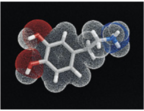 <p><span>has been connected to several mental health disorders, including schizophrenia, substance use disorders, depression, and ADHD</span></p><ul><li><p><span>Dopamine turns on various brain circuits, possibly associated with certain types of behaviors; once the switch is turned on, other neurotransmitters may then inhibit or facilitate emotions/behavior</span></p></li><li><p><span>Associated with exploratory, outgoing, pleasure-seeking behaviors</span></p><ul><li><p><span>Balances out serotonin</span></p></li></ul></li><li><p><span>L-dopa (drug for Parkinson’s disease) impacts dopamine circuits (switching on the locomotor circuit)</span></p></li></ul><p></p>