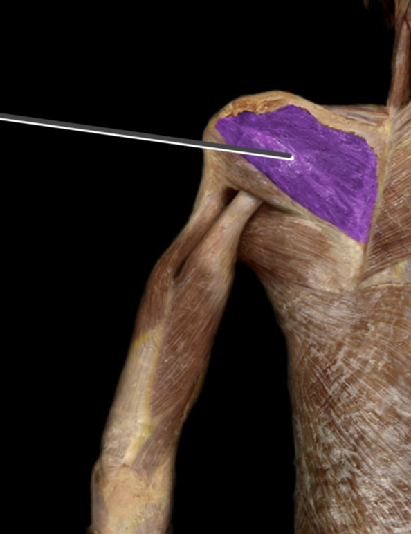 <p>insertion of infraspinatus</p>