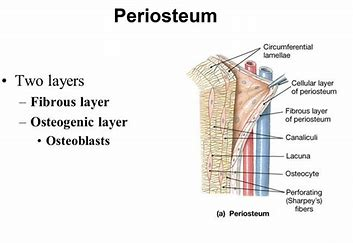 <p>fibrous connective tissue membrane that protects</p>
