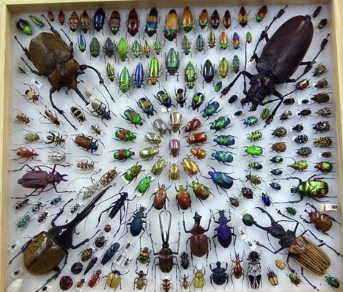 <p>beetles</p><ul><li><p>elytra </p></li></ul><p></p>