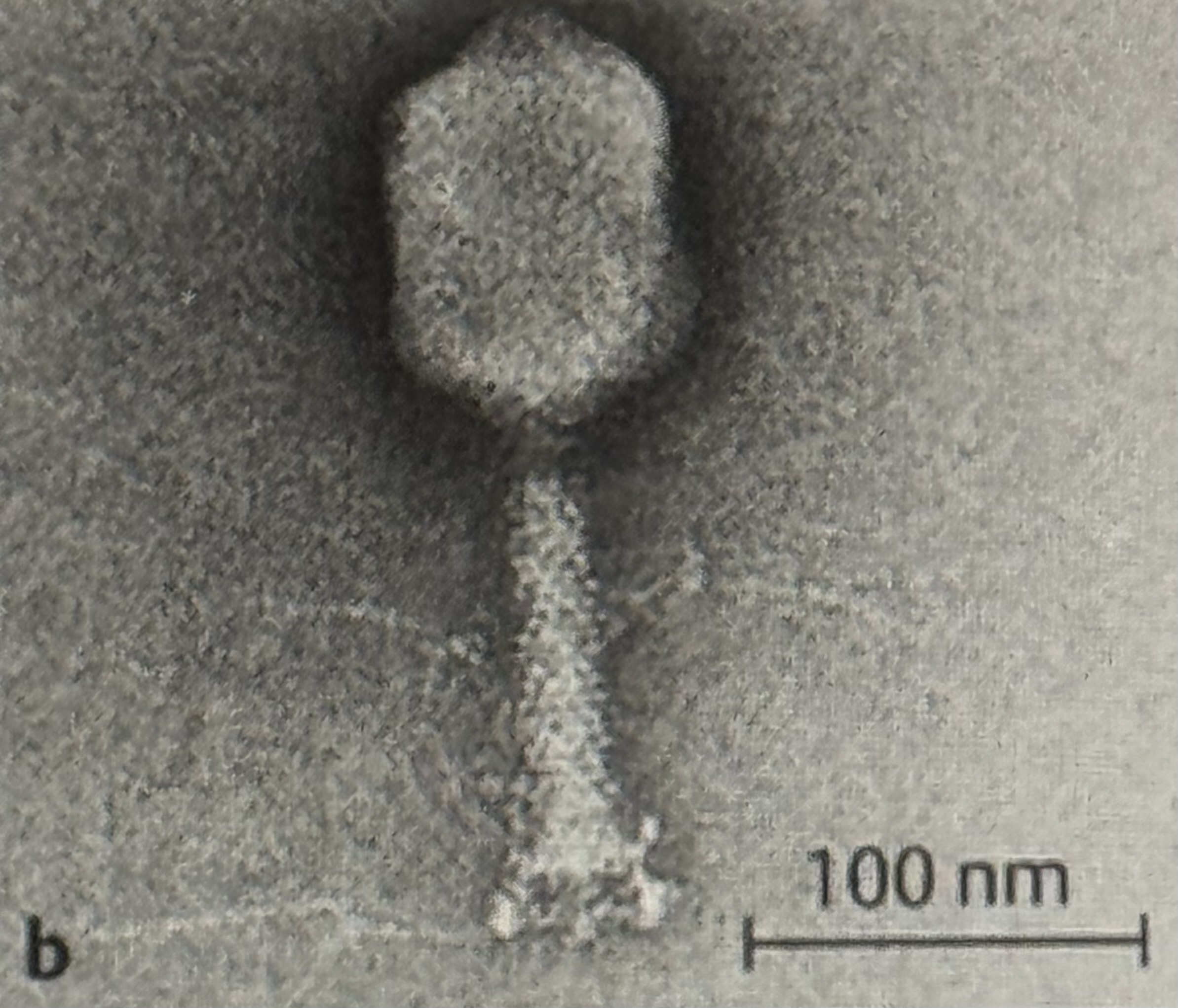 <p>Bakteriophagen</p>