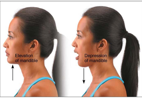 <ul><li><p>Movement permitted by synovial joint</p></li></ul><p></p>