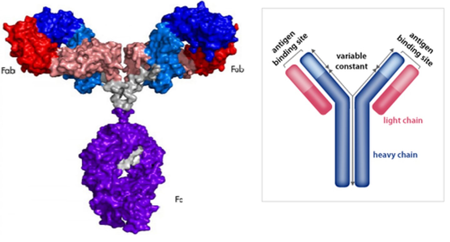 <p>specific example a protein polymer, helps immune system fight infectious disease</p>