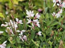 <p>gaura lindheimeri ‘whirling butterflies’</p>