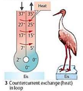 <p>Fyzikální termoregulace zahrnuje mechanismy řídící výdej nebo uchování tepla bez nutnosti měnit metabolickou produkci tepla, <span>týká se </span><strong><span>výměny tepla mezi organismem a prostředím</span></strong>. Patří sem: </p><p>1. Izolace: Změna kvality srsti/peří (zimní vs. letní), piloerekce (husí kůže) pro zvětšení izolační vrstvy vzduchu. </p><p>2. Cévní reakce (Vazomotorika): Vazodilatace (rozšíření) cév v kůži pro výdej tepla v horku vs. vazokonstrikce (stažení) v chladu pro udržení tepla v jádru. </p><p>3. Protiproudá výměna tepla: Anatomické uspořádání cév (rete mirabile) minimalizující ztráty tepla do chladných končetin. </p><p>4. Odpařování (Evaporace): Pocení, zrychlené dýchání (polypnoe) a slinění – jediný způsob ochlazování, když je okolí teplejší než tělo.</p>