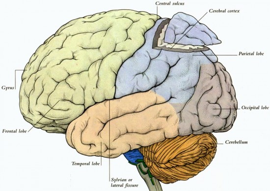 <p>The surface tissue and most superficial layer of the cerebrum made up of gray matter (cell bodies); is divided into 4 lobes</p>