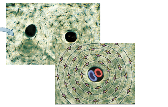 <p>What tissue is this?</p>