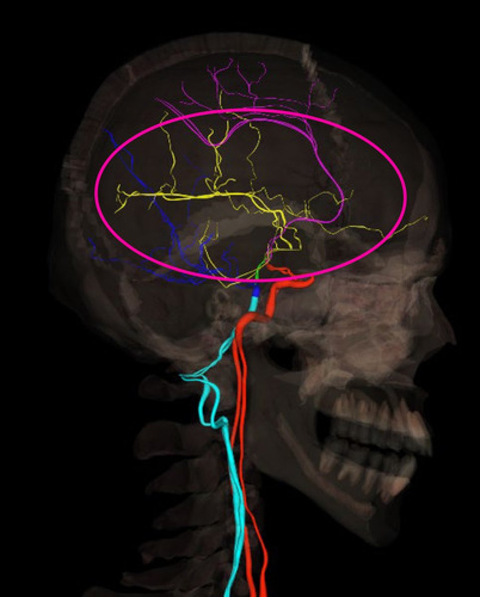 <p>supply blood to lateral surface of the brain and temporal lobes</p>