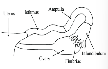 <ul><li><p>infundibulum</p></li><li><p>fimbria</p></li><li><p>ampulla</p></li><li><p>isthmus</p></li></ul><p></p>
