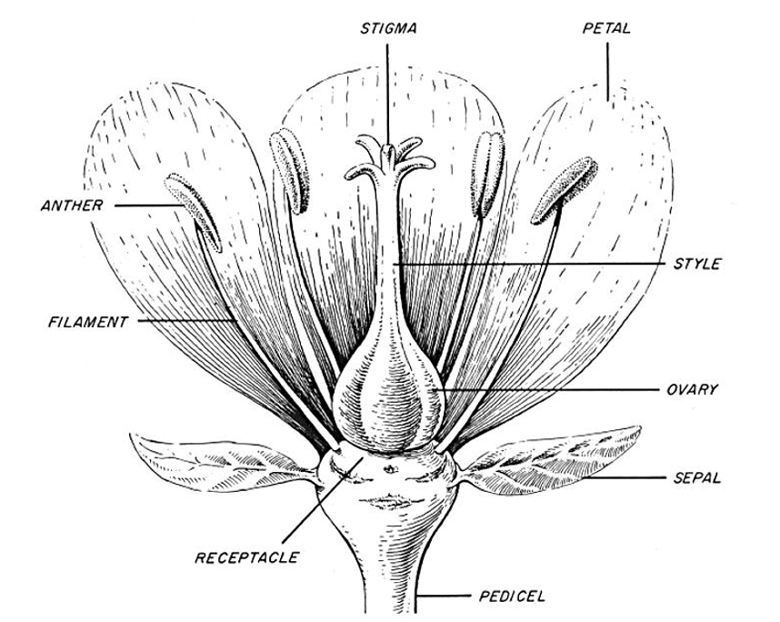 <p>calyx, corolla, androecium, gynoecium</p><p>androecium, gynoecium</p><p>complete</p>