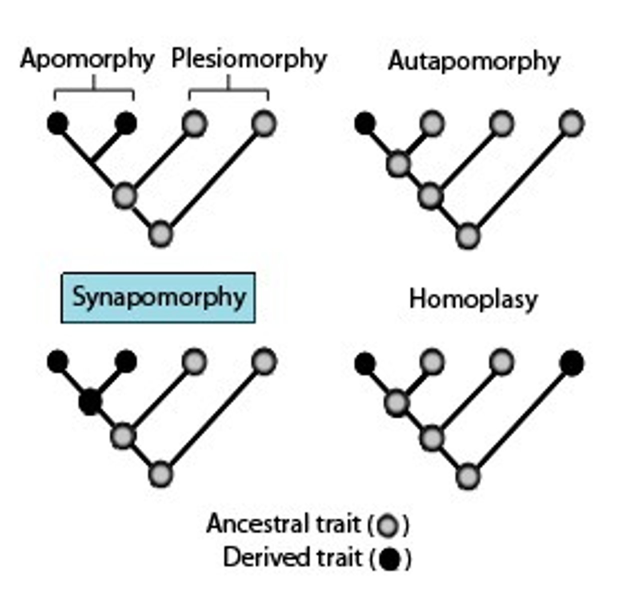 <p>derived and unique</p>