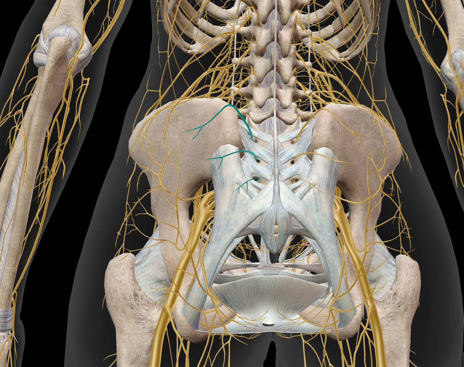 <p>sensitif de la région milieu fesse</p>