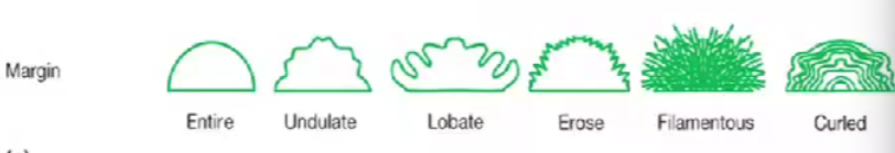 <ul><li><p>Entire</p></li><li><p>Undulate</p></li><li><p>Lobate</p></li><li><p>Erose</p></li><li><p>Filamentous</p></li><li><p>Curled.</p></li></ul><p></p>