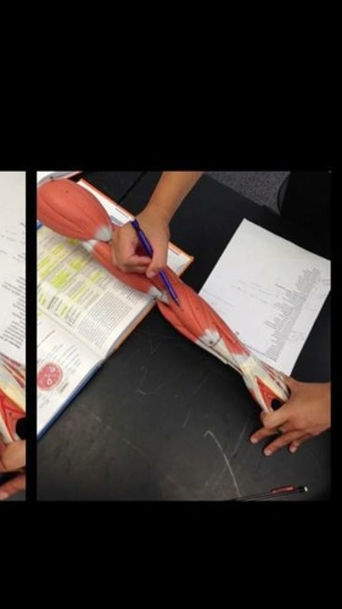 knowt flashcard image