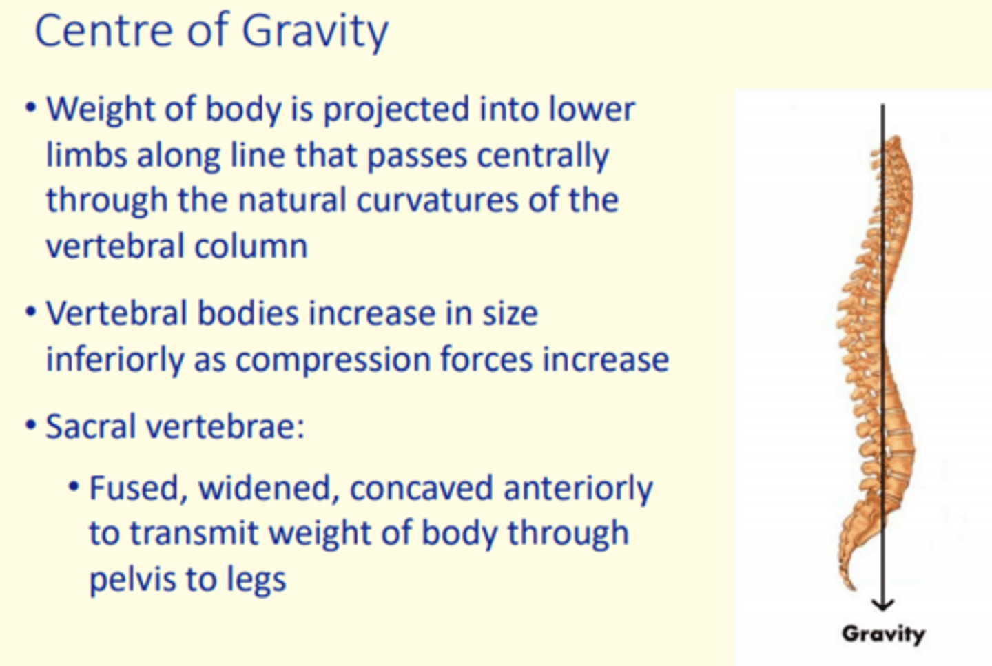 <p>Transmit weight of body through pelvis to the legs </p><p>So sacral vertebrae at bottom of vertebral column are fused, widened and cocaved anteriorly. </p>