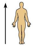 <p>Refers to a position toward the head end or the upper part of a structure in the body, meaning above. </p><p>For example, the head is superior to the abdomen.</p>