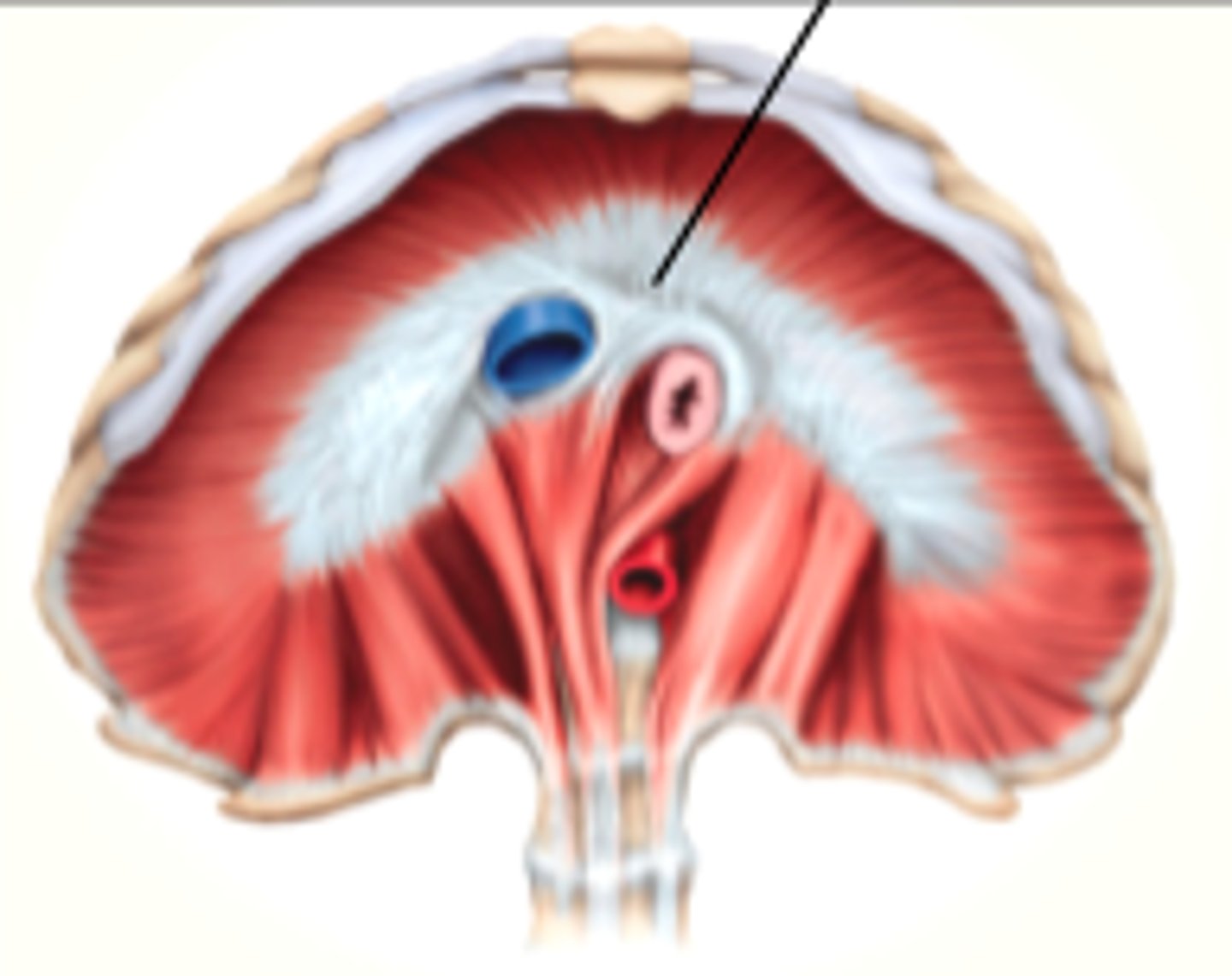 <p>-insertion of diaphragm</p><p>-superior to diaphragm</p><p>-continuous with pericardial sack</p>
