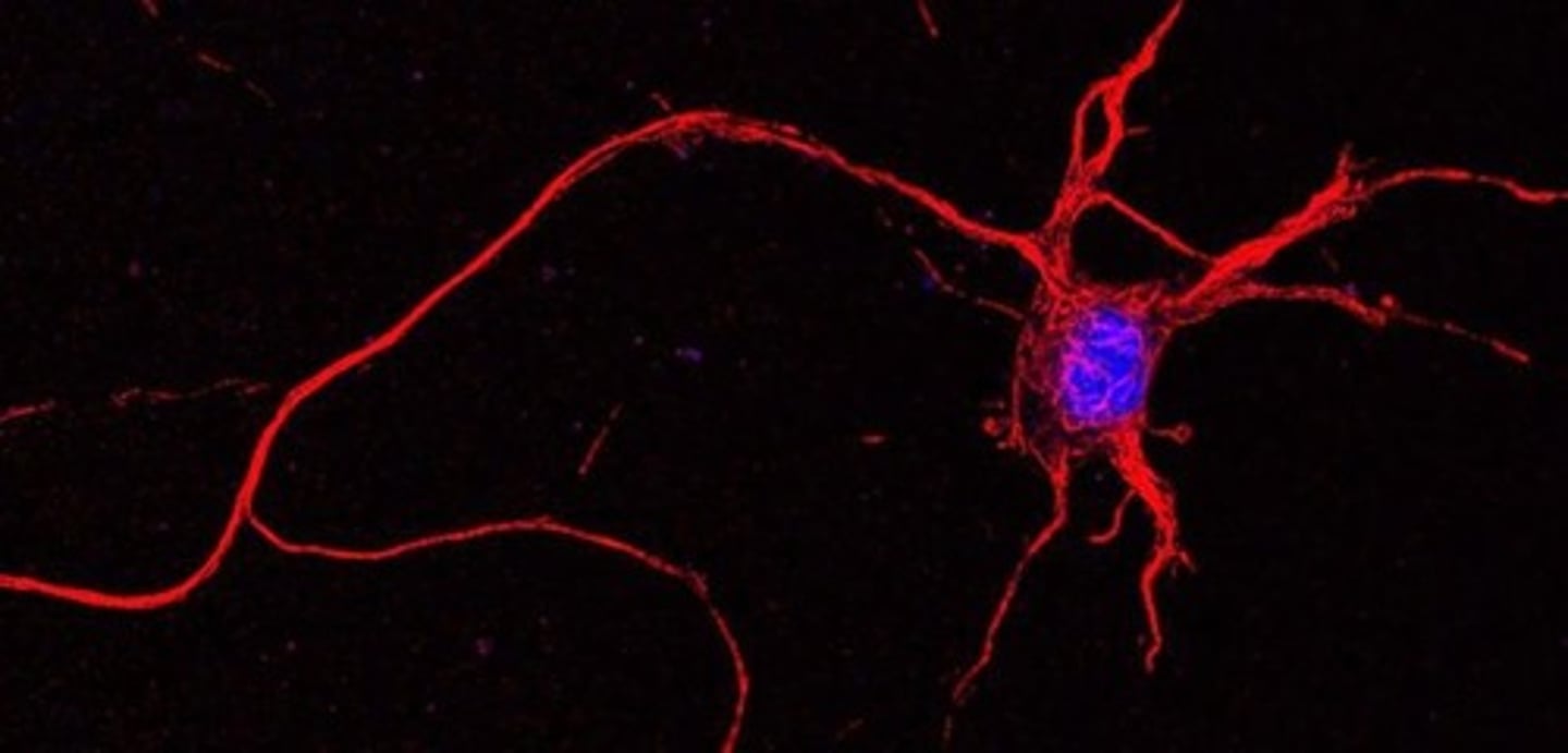 <p>The longest cells in an animal body, with some spanning over a meter in length.</p>
