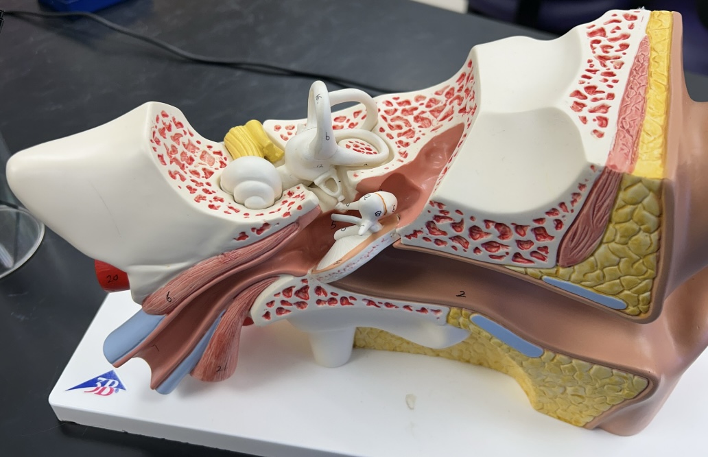 <p>semicircular canals</p>