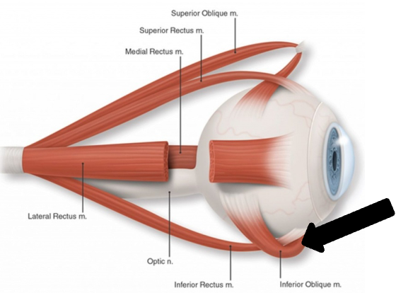 <p>innervation: CN III</p>