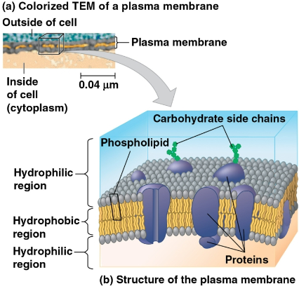 <p>Plasma membrane</p>
