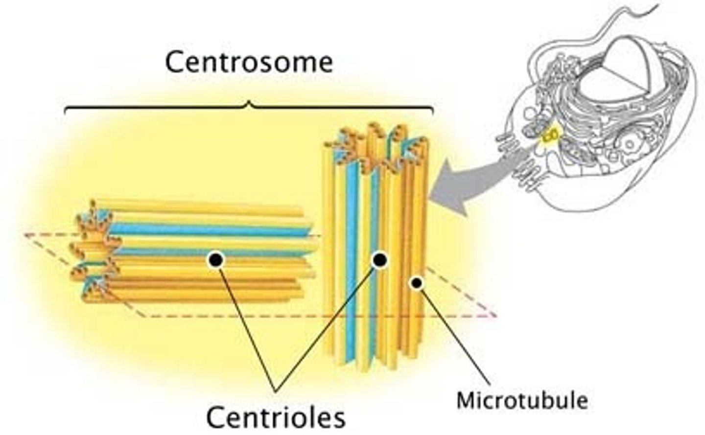<p>Made of two bundles of protein. Each cylinder made up of nine fibres.</p>