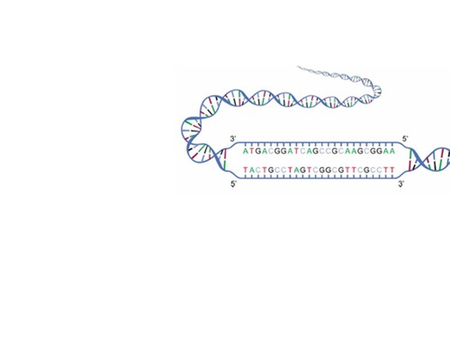 <p>DNA is a double-stranded helix with a sugar-phosphate backbone.</p>