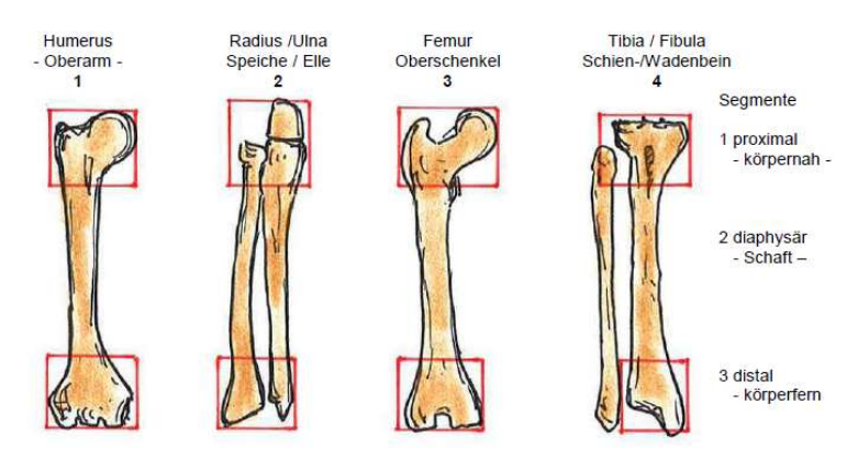 <p>1 proximal - körpernah</p><p>2 diaphysär - Schaftbereich</p><p>3 distal - körperfern</p>