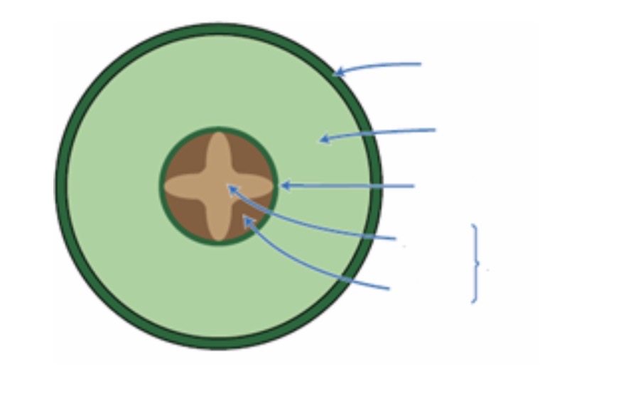 <p>Structure plant roots diagram</p>