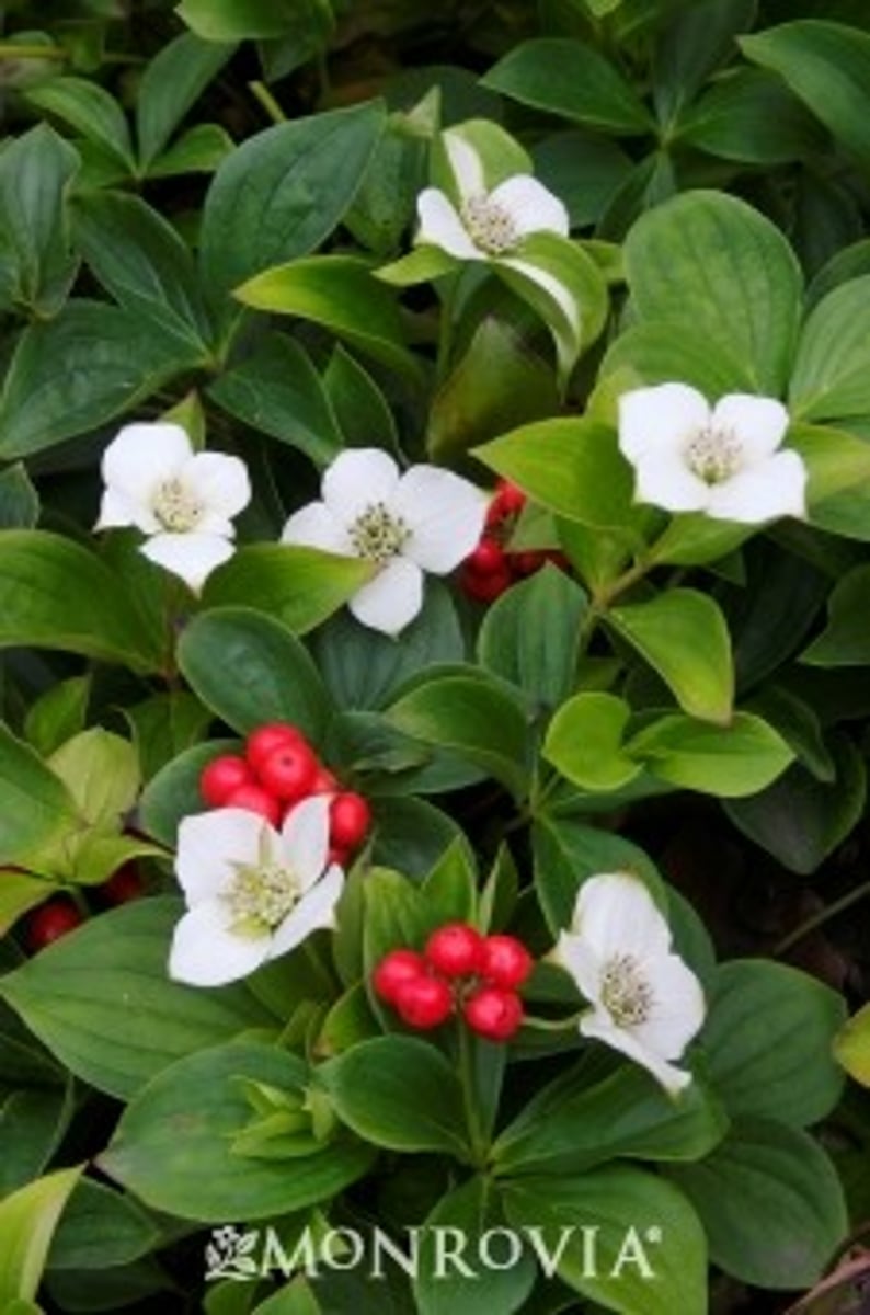 <p>Bunchberry</p>