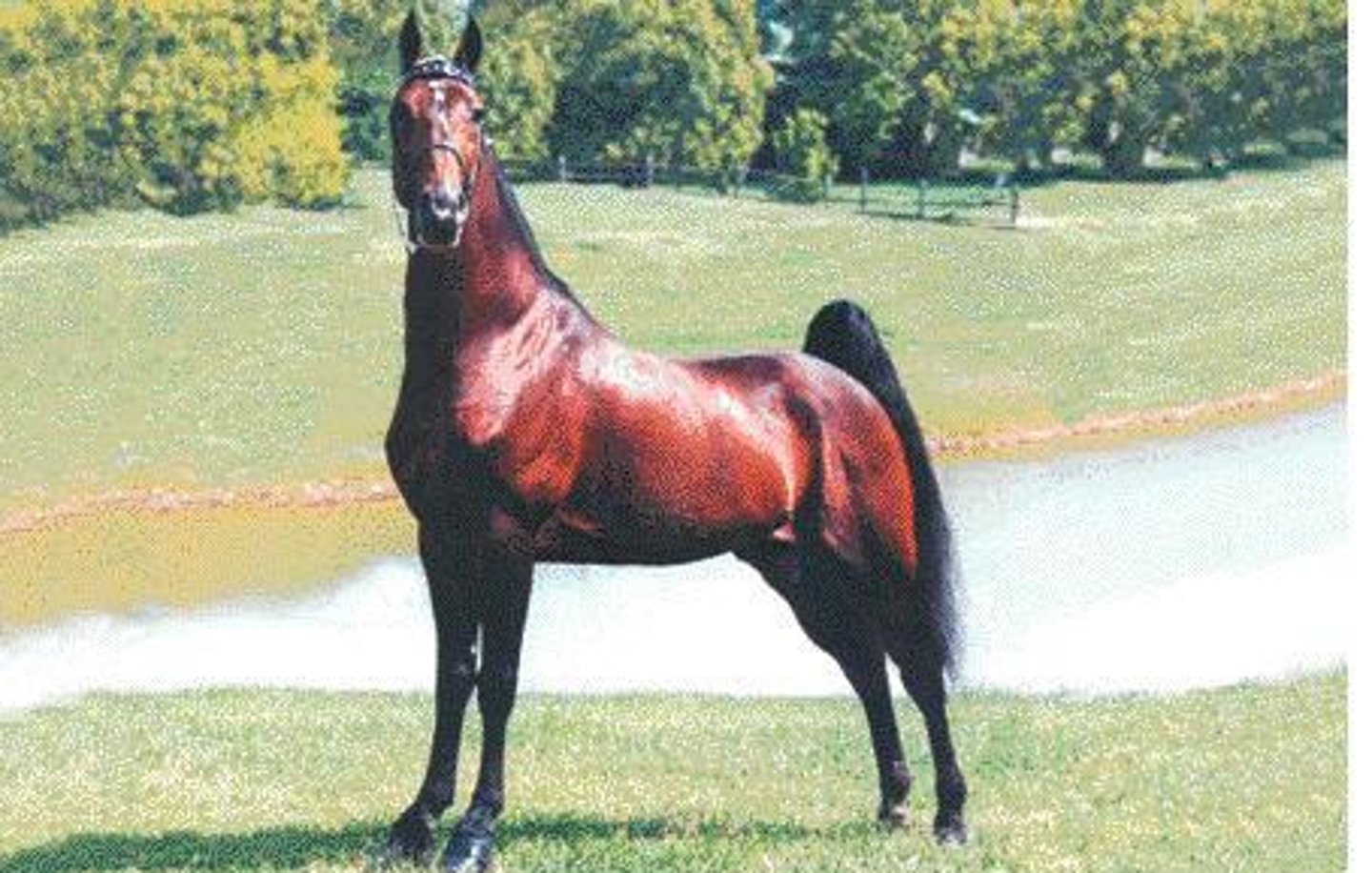 <p>light horse breed:</p><p>originated in middle tennessee valley; known for easy riding (much leg action). hind foot over: reaches the front footprint</p>