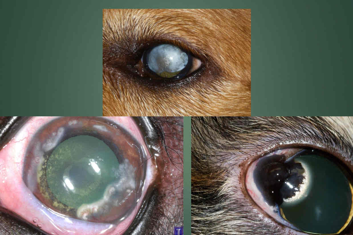 <p>Unilateral or bilateral, usually asymmetric. Associated with concurrent ocular surface or intraocular disease. systemic implications (hypothyroidism, hyperlipidemia). Often associated with ulceration of overlying epithelium</p>